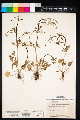 Ranunculus micranthus image