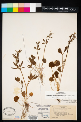 Ranunculus micranthus image