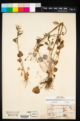 Ranunculus micranthus image