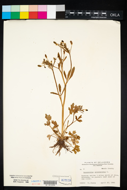 Vernonia lettermannii image