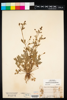 Ranunculus sceleratus image