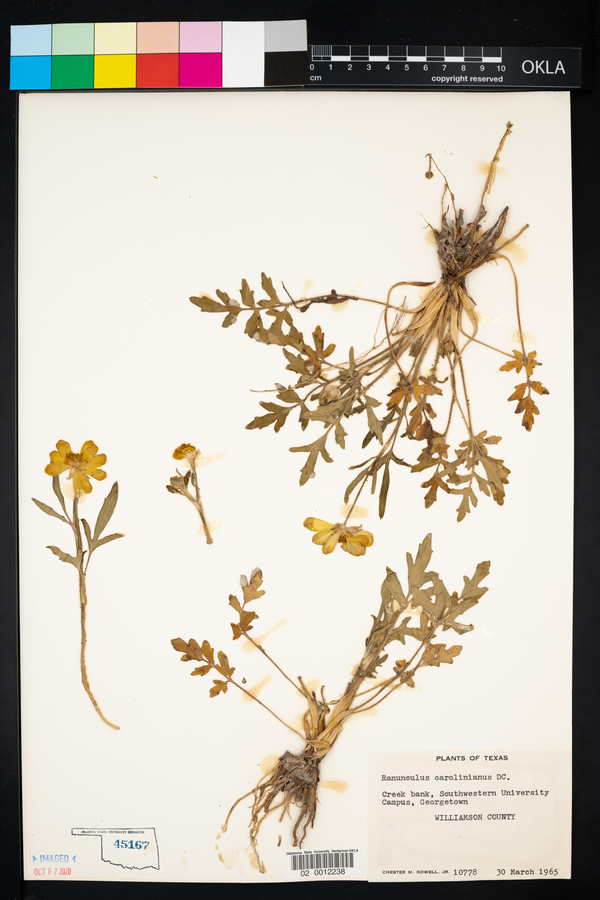 Ranunculus carolinianus image