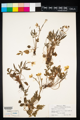 Image of Ranunculus hispidus