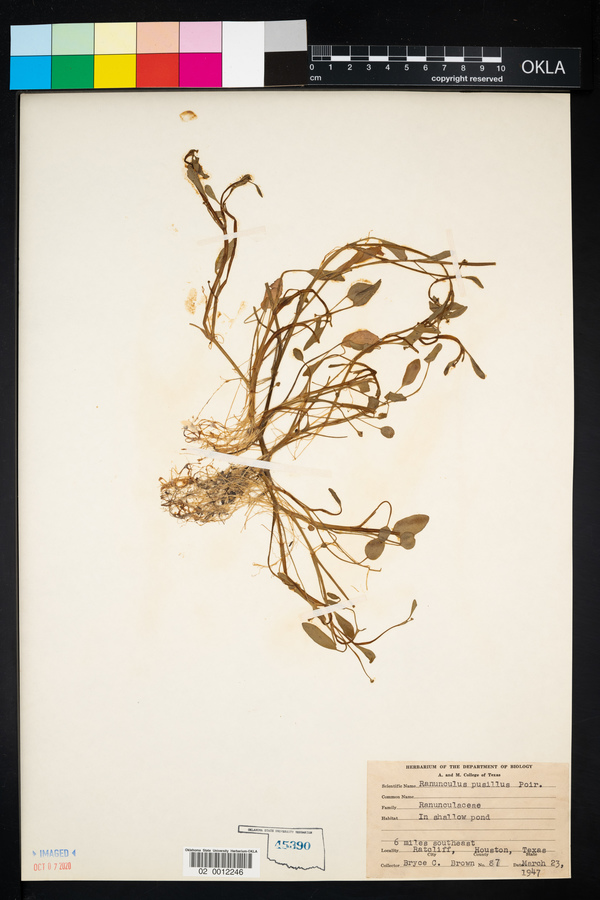 Ranunculus pusillus image