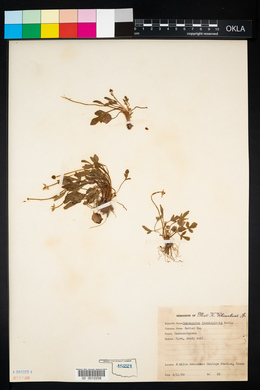 Image of Ranunculus fascicularis