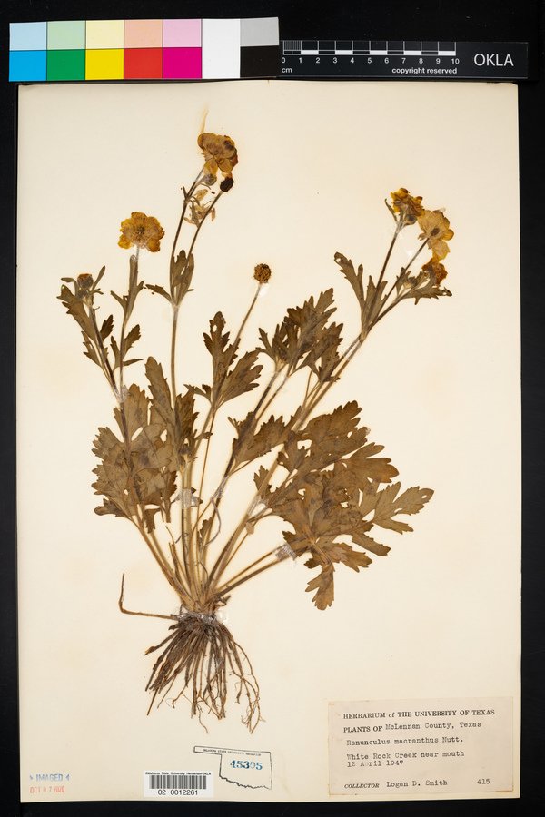 Ranunculus macranthus image