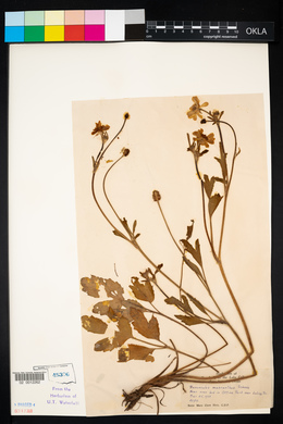 Ranunculus macranthus image