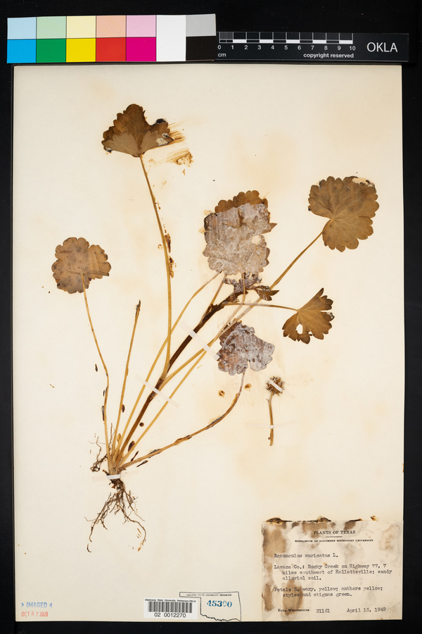 Ranunculus muricatus image