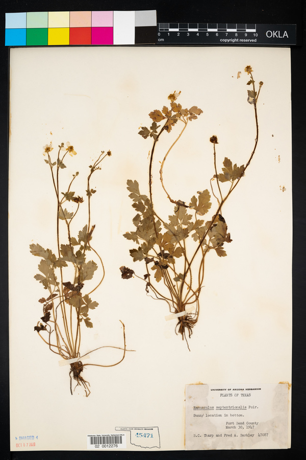 Ranunculus septentrionalis image