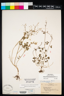 Thalictrum arkansanum image