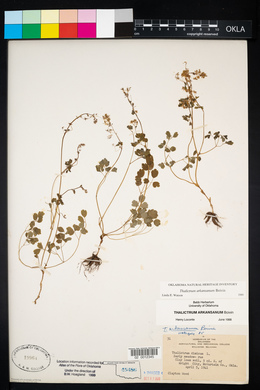 Thalictrum arkansanum image