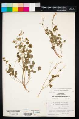 Thalictrum arkansanum image