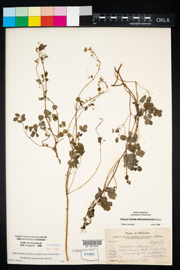 Thalictrum arkansanum image