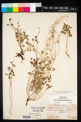 Thalictrum arkansanum image