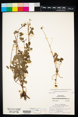 Thalictrum arkansanum image