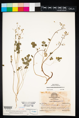 Thalictrum arkansanum image