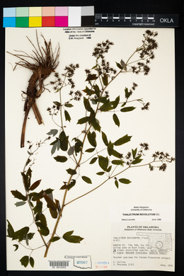 Thalictrum amphibolum image