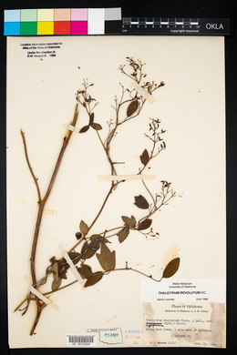 Thalictrum amphibolum image