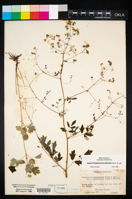 Thalictrum dasycarpum image