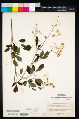 Thalictrum dasycarpum image