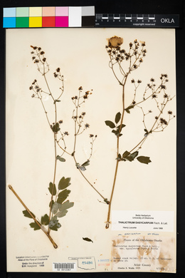 Thalictrum dasycarpum image