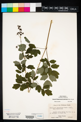 Thalictrum dasycarpum image