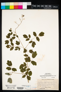 Thalictrum dasycarpum image