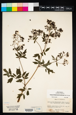 Thalictrum dasycarpum image