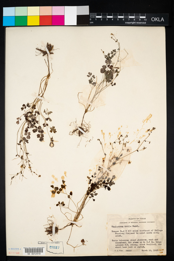 Thalictrum debile image