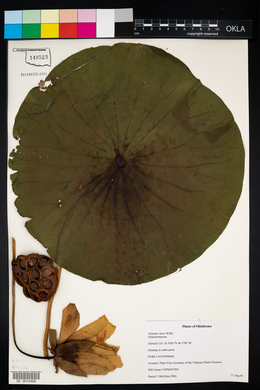 Nelumbo lutea image