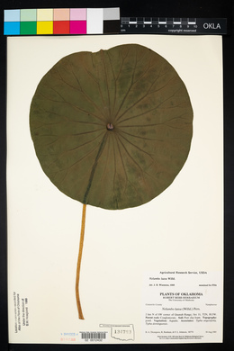 Nelumbo lutea image