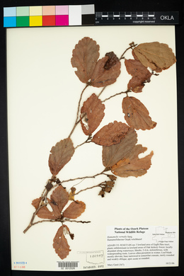 Hamamelis vernalis image