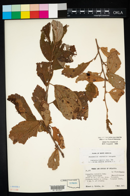 Hamamelis vernalis image