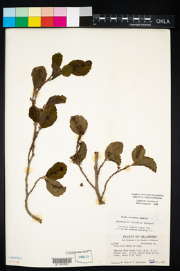 Hamamelis vernalis image