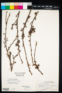 Hamamelis vernalis image