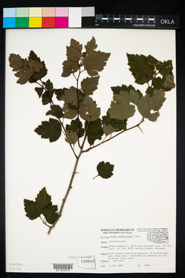 Ribes missouriense image