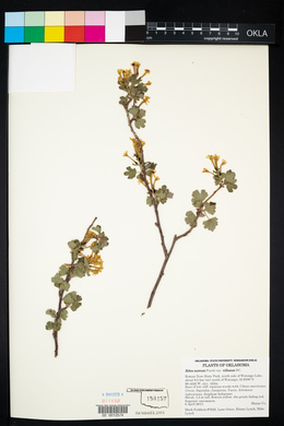 Ribes aureum image