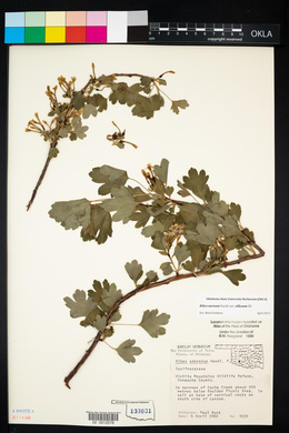 Ribes aureum image