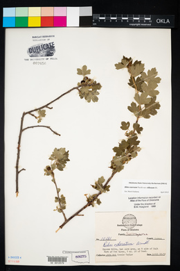 Ribes aureum var. villosum image