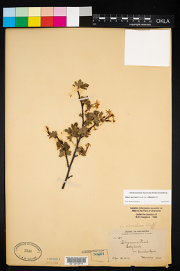 Ribes aureum var. villosum image