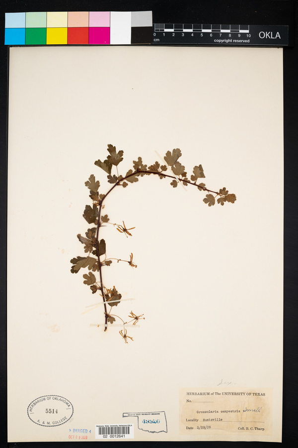 Grossularia campestris image