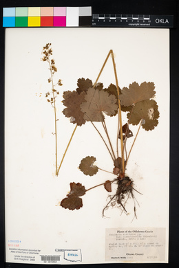 Heuchera americana var. hirsuticaulis image