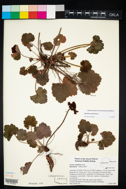 Heuchera americana image