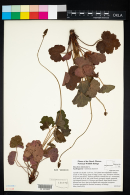 Heuchera americana image