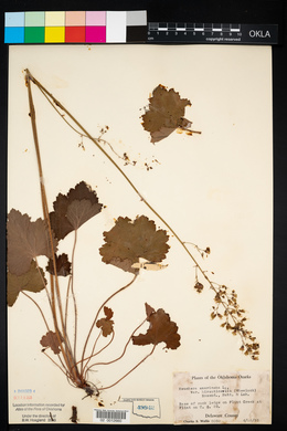 Heuchera americana var. hirsuticaulis image