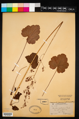 Heuchera americana image