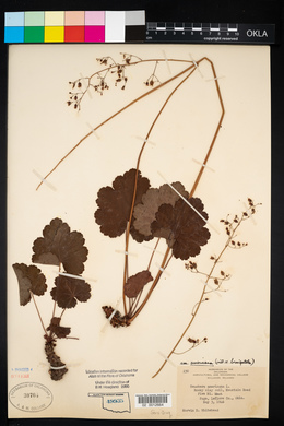 Heuchera americana image