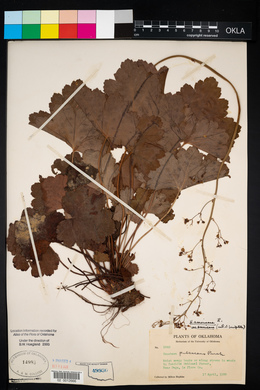 Heuchera americana image