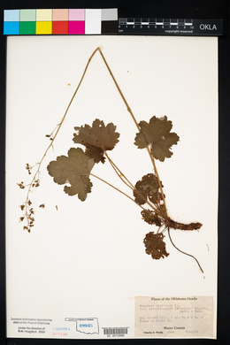 Heuchera americana image