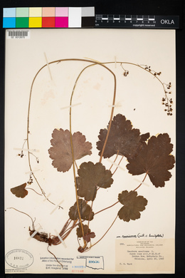 Heuchera americana image